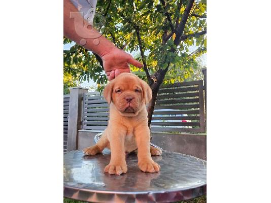 Κουτάβια Dogue de Bordeaux